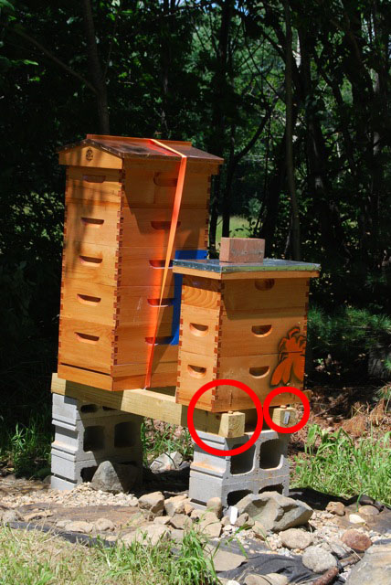 Honey Bee Hive Stands