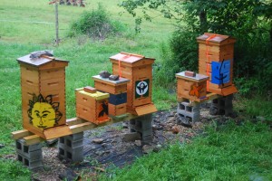 3 full hives and 3 nuc (nucleus) hives