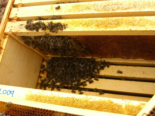 Cluster of Dead Bees