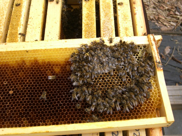 Cluster of Dead (starved) Bees on a Frame