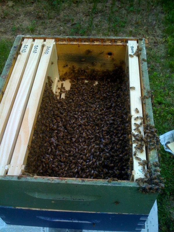 Bees from the beard combined with another hive in my apiary