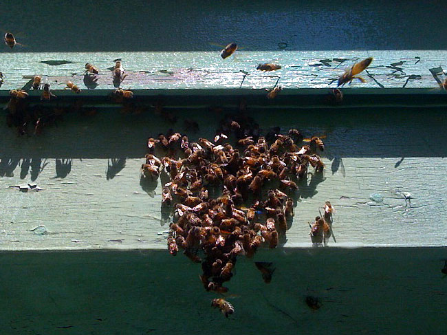 Honey Bees in the Fascia