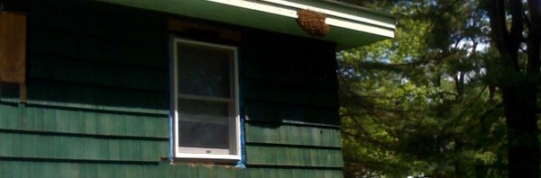 Bees on the Fascia