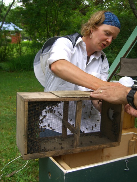 The bees that were sucked up by the "bee-vac"