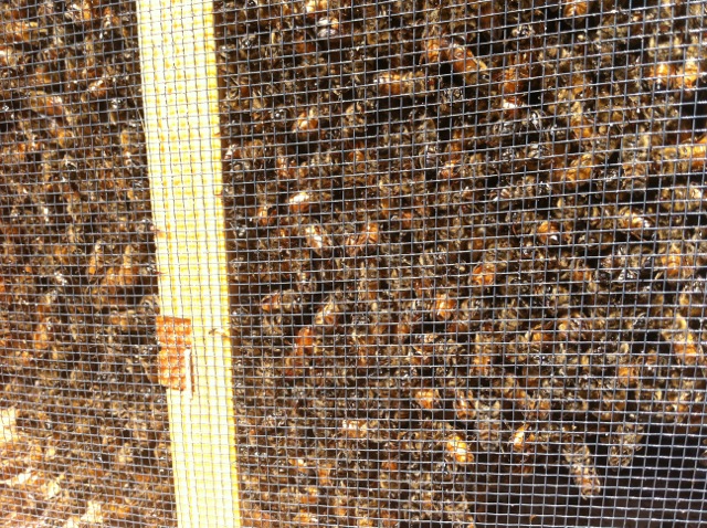 Close up of a 3 Pound Package of Honeybees